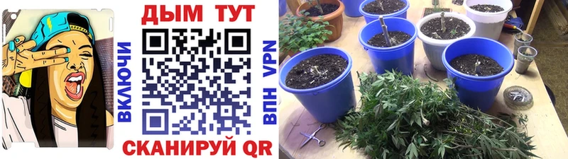 МАРИХУАНА индика Чухлома